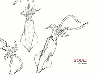 hand draw Squids vector.