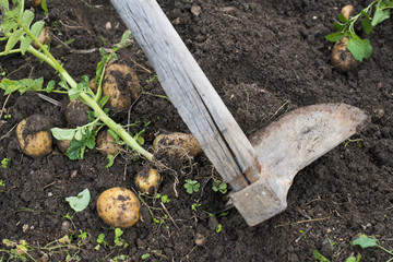 Digging of ripe potatoes