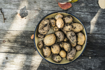 Potatoes in home garden