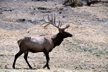Obraz premium BULL ELK IN VELVET