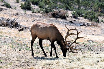 BULL ELK IN VELVET