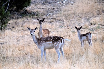 Fototapeta premium Fallow Deer