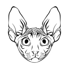 Sphynx. Line drawing.