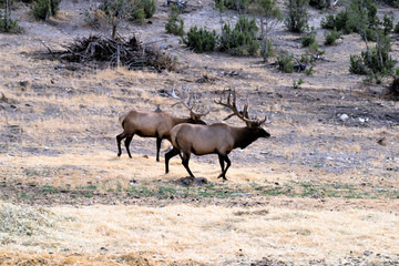 BULL ELK IN VELVET