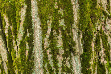Obraz premium Texture of the bark of a tree