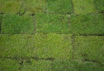 green grass patch
