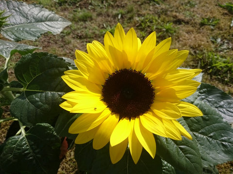 Sunflower (Helianthus annuus) in closeup