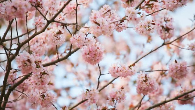Sakura or cherry blossom flower full bloom in spring season.