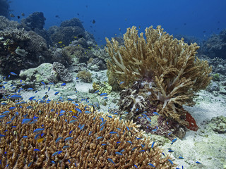 Naklejka na ściany i meble Tropical reef scenery, Tropisches Korallenriff 