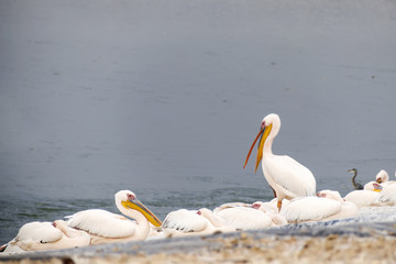 Fototapeta na wymiar Pelican with an open beak stands among resting pelicans. the time of migration in Israel