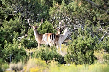 Fallow Deer