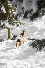 Young deer jump in the snow