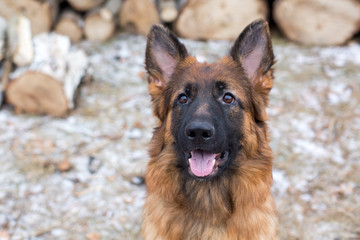 Beautiful thoroughbred German shepherd. A dog in the nature.