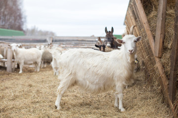 Obraz premium Agriculture breeding goats. Domestic cattle breeding. Animals eat hay.
