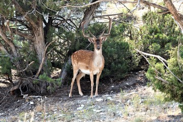 Fallow Deer