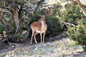 Fallow Deer