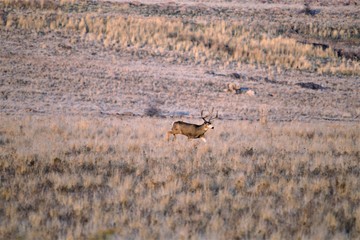 Mule Deer