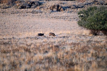 Mule Deer