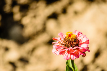pink and purple flowers of chrysanthemum potted plant 