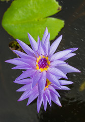 The beautiful blossoming lotus flower closeup in summer.