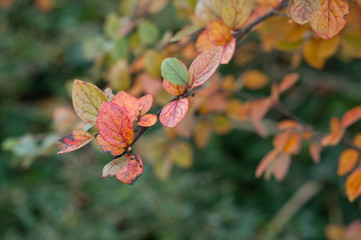 détail cotoneaster en automne