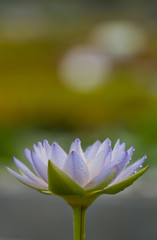 The beautiful blossoming lotus flower closeup in summer