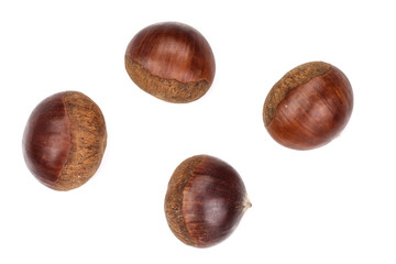 chestnut isolated on white background. Top view