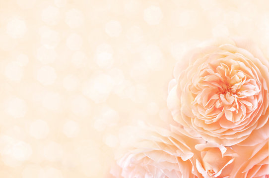 Fototapeta Summer blossoming delicate rose, blooming flowers festive background, pastel and soft bouquet floral card