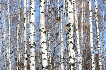 Obraz premium Pnie brzozy w lesie / brzozy w słońcu wiosną / brzozy w jasnym słońcu / brzozy z białą korą / piękny krajobraz z białymi brzozami