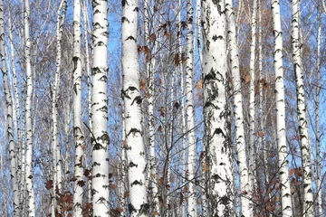 Peel and stick wall murals Trees Trunks of birch trees in forest / birches in sunlight in spring / birch trees in bright sunshine / birch trees with white bark / beautiful landscape with white birches