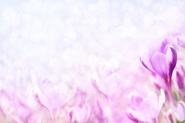 Obraz na płótnie Canvas Spting blossoming lilac crocuses on field, blooming violet crocus flowers soft background, selective focus