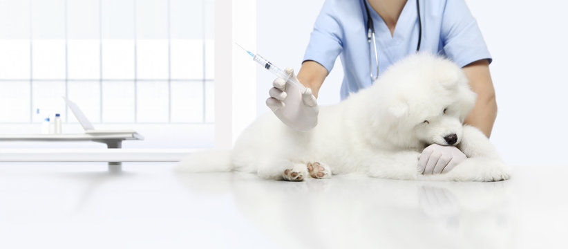veterinary examination lively dog, hand with syringe on table in vet clinic