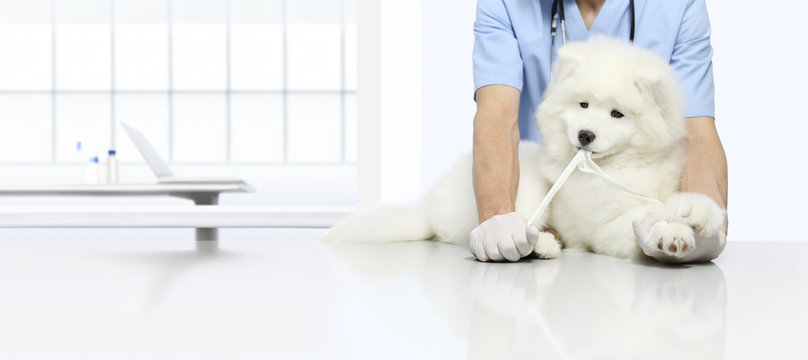 veterinary examination playfull dog with gauze bandage, veterinarian bandage the paw on table in vet clinic