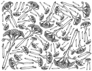 Fototapeta premium Hand Drawn of Fresh Raw Broccolini Background
