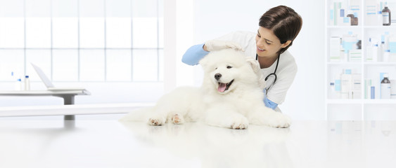 Le vétérinaire de chien d& 39 examen vétérinaire vérifie le chien d& 39 oreilles sur la table dans la clinique vétérinaire