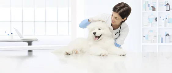 Abwaschbare Fototapete Tierärzte tierärztlicher Untersuchungshund Tierarzt überprüft den Ohrenhund auf dem Tisch in der Tierklinik