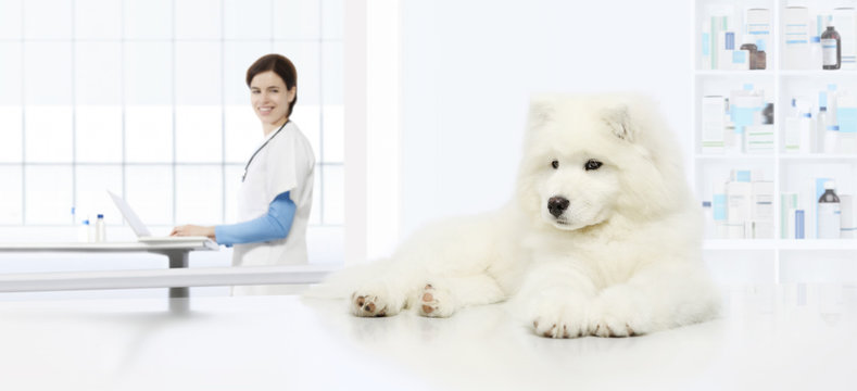 veterinary examination dog, veterinarian with computer on table in vet clinic