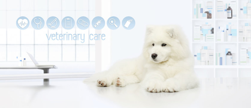 dog in vet clinic with veterinary care icons, veterinarian examination concept web banner