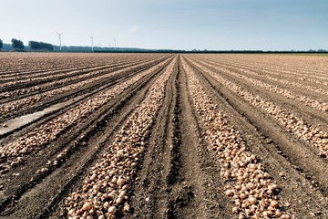Onion on a field in the Netherlands