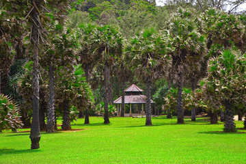 Trees and palm at National Park - September 2017, Koh Lanta, Thailand