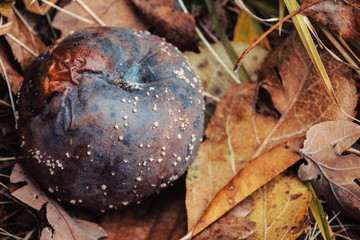 Close-Up Of Rotten Apple With White Mold Surrounded By Dried Leaves During Autumn