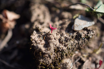 Close-Up Of Tiny Red Plant Sprout