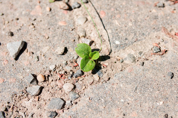 Close-Up Of Small Green Plant Growing Through Cracks In Asphalt Concrete