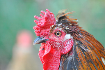 Rooster portrait. Beautiful multi colored rooster photographed close up
