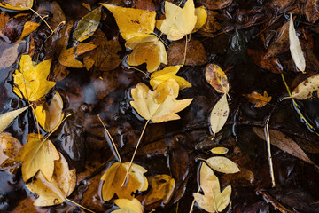 Autumn Leaves In Puddle Of Water