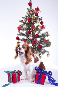 Christmas animal christmas dog pet. Beautiful friendly cavalier king charles spaniel dog. Purebred canine trained dog puppy. Blenheim spaniel dog puppy celebrate christmas. Christmas tree and dog