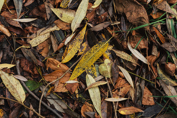 Autumn Leaves On The Ground