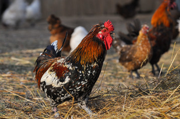 Beautiful multi colored rooster on farm. Colorful cock in backyard
