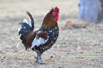 Beautiful multi colored rooster on farm. Colorful cock in backyard
