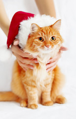 Women holds ginger cat  in red Christmas hat. Cute New Year cozy background with place for your text. Symbol of holiday celebration or pet adoption.
